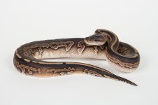 Cinnamon-Mahogany-Female-(1).jpg