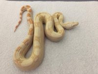 Albino Female 66% het Anery 2.JPG