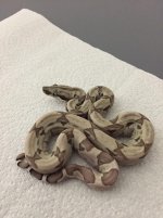 Ghost Female het 3 2.JPG