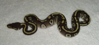 mojomale81b.jpg