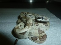 Ghost het Male 4 003.jpg