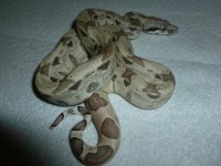 Ghost het Male 4 001.jpg