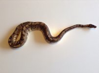 enchi hgw1.jpg