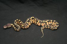 pasteldhglow407_m.jpg