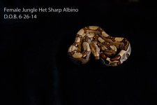 female jungle het sharp.jpg