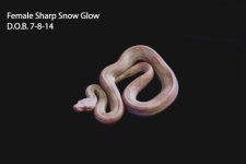 snowglow female.jpg