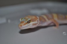 DSC_0081.jpg