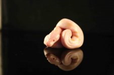 Pastel Candino Female.jpg