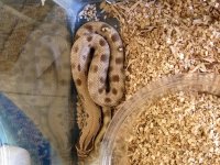 Conda pos. Het. Albino.jpg
