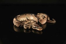 Axanthic Female.jpg