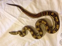 snake1.jpg