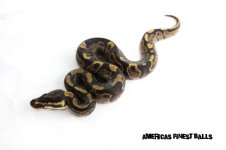 SABLE YB (M) #1.jpg