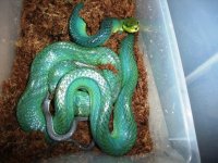 Gonyosoma oxycephalum (Blue).jpg