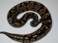 Orange Belly Female.jpg