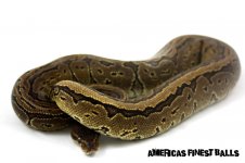 BH PIN RED GENE.jpg