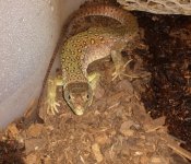 Head Lacerta.jpg