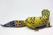 IMG_1751.jpg