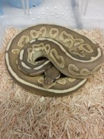 1.0 Black Pastel Butter Ghost.jpg