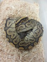 0.1 Black Pastel Ghost.jpg