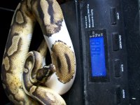 snakes 10 25 2014 010.jpg