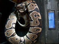 snakes 10 25 2014 003.jpg
