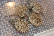 Florida Snapping Turtle.jpg