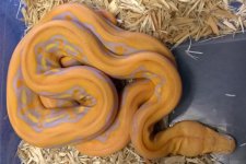 Retic8 Purple Tiger female.jpg