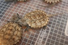 Florida Snapping Turtle1.jpg