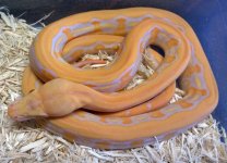 Retic18 Lavender Tiger female.jpg
