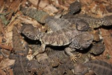 Mali Uromastyx.jpg