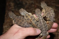Mali Uromastyx1.jpg