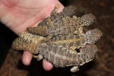 Mali Uromastyx2.jpg