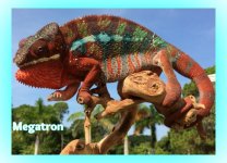 PantherMegatron.jpg.jpg PantherMegatron.jpg.jpg