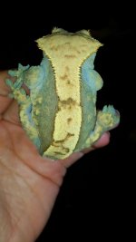 olive partial pin female 2.jpg
