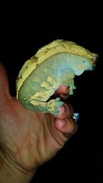 olive partial pin female.jpg
