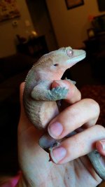 solid red female 2.jpg