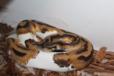 IMG_2794.jpg