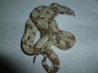 Ghost het Male 4 002.jpg