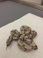 Ghost Female het 3 1.JPG