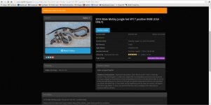 1.0 male motley jungle het vpi t+.jpg
