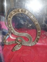 cornsnake1.jpg