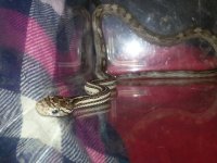 cornsnake2.jpg