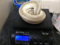 queenspin2.jpg