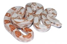 Hog boa baby.jpg