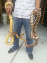 Woma python Pair for sale.jpg