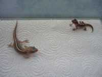 DSC01837.jpg