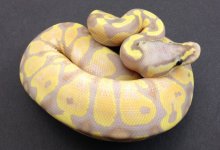 Pastel Coral Glow Male.jpg