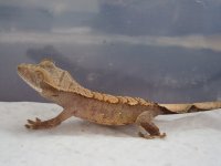 IMG_2826.jpg