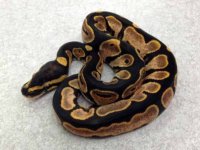 reptiles2.jpg
