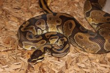 reptiles3.jpg